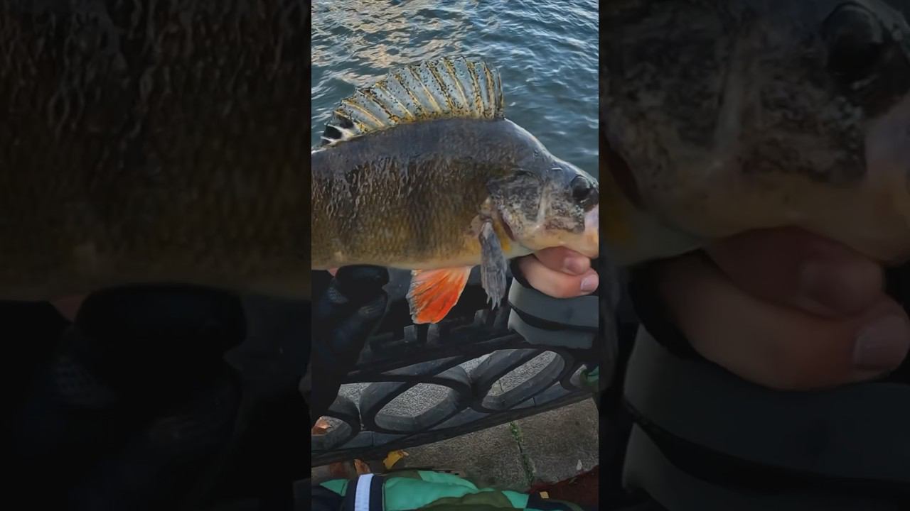 Окуни не стесняются… #рыбалка #fishing #shorts #трофей #окунь #трофейнаярыбалка #спиннинг #джиг смотреть онлайн