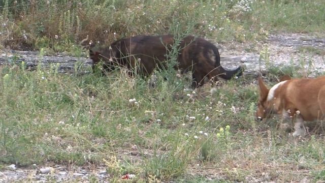 Вельш Корги Кардиган щенки смотреть онлайн