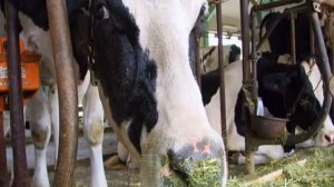 Ярославская порода коров