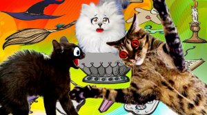 Наш Чика Стал МАГОМ и начал творить ЧУДЕСА! Кошки в ШОКЕ!!!