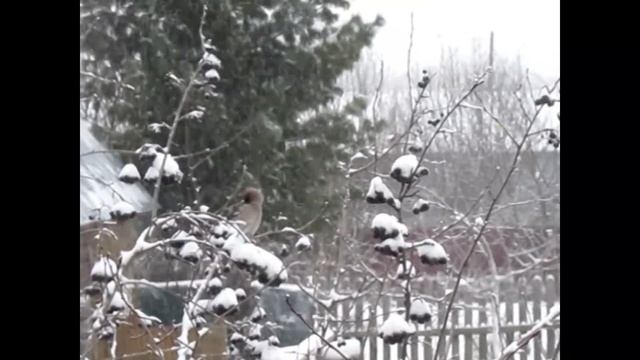 Свиристели