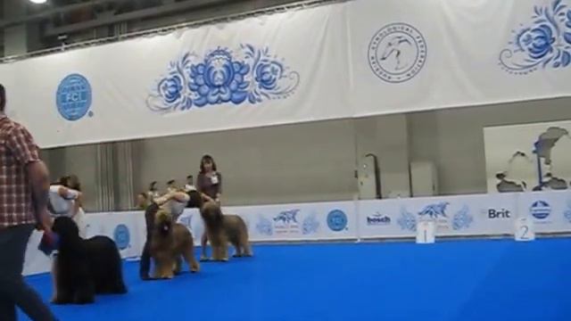 MVI 5214 Бриары на мире. Открытый класс. смотреть онлайн