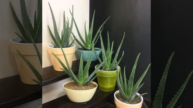 АЛОЭ / АЛОЭ В ВАШЕМ ДОМЕ / ПОЛЬЗА ИЛИ ВРЕД АЛОЭ