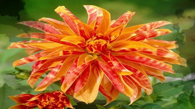 73 JENIS BUNGA DAHLIA смотреть онлайн