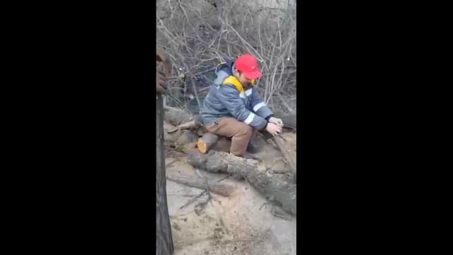 В центре Бишкека вырубили деревья смотреть онлайн