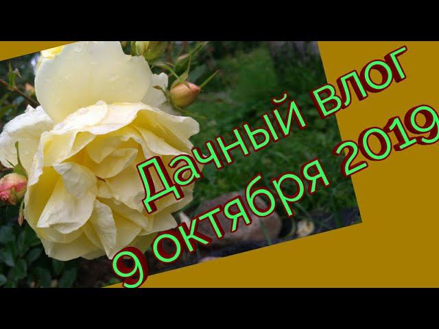 Дачный влог 9 октября.Укрываю клематисы.Выкапываю гладиолусы .Обрезаю розы. смотреть онлайн