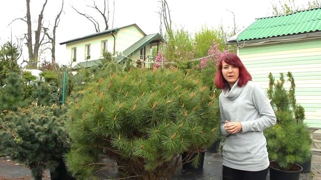 Випуск 13.Сосна густоквіткова Umbraculifera смотреть онлайн