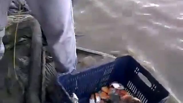 Рыбалка в Амазонии - Ловля пираньи. смотреть онлайн