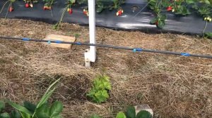 Клубника Азия. Альба. Клери.29.05.2019 (Обзор сортов)