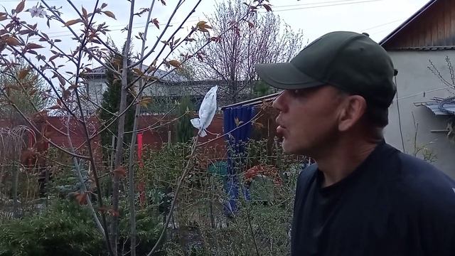 Вишня Саржента (Сахалинская сакура)Вишня сахалинская / Вишня Саржента , Prunus sargentii).Челябинск смотреть онлайн