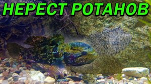 Разведение ротана в домашнем аквариуме