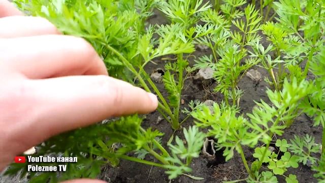 НЕ ВЫРАЩИВАЙТЕ МОРКОВЬ В ЯИЧНЫХ ЛОТКАХ! ПОСМОТРИТЕ ЧТО С НЕЙ СЛУЧИЛОСЬ смотреть онлайн