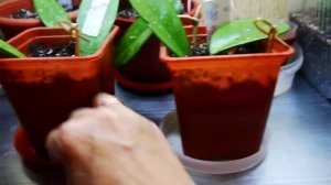 7. ОБЗОР ХОЙИ КАРНОЗА!!!!ХОЙЯ Scindapsus pictus) и ХОЙЯ pubicalyx 'Red Buttons'!!!!!