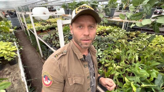 MONSTERY EVERGREENY I ZWARIEGATOWANE ROŚLINY 🔥Szalonego ogrodnika☘️ Giganty z palmiarni w Gliwicach смотреть онлайн