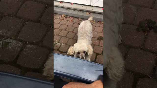 Улыбающийся белый бельгийский питбуль смотреть онлайн