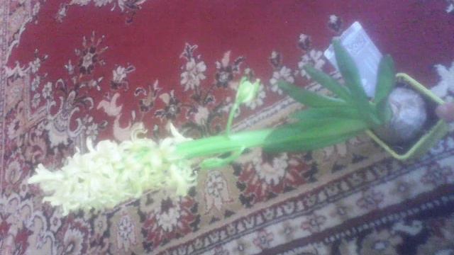 Цветочный лук