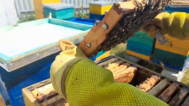 КАК ВЫВЕСТИ СЕМЬЮ ИЗ РОЕНИЯ, УНИКАЛЬНАЯ УНЕВЕРСАЛЬНАЯ ДИАФРАГМА . смотреть онлайн