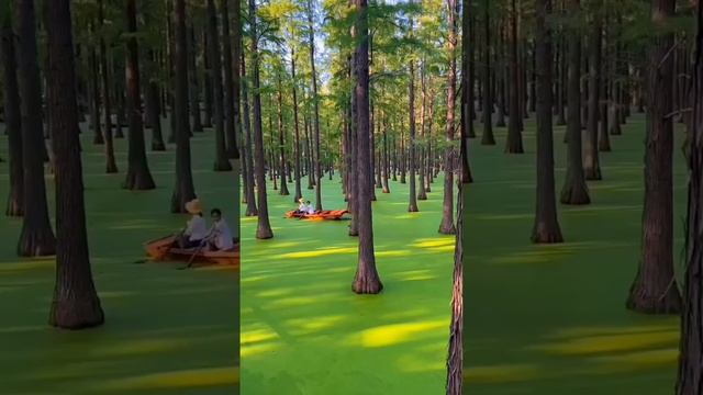 Luyang Lake Wetland Park - A Floating Forest In China