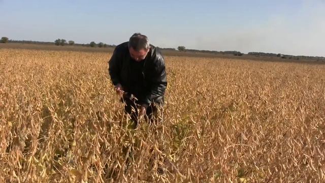 Сорт сои Иванка смотреть онлайн