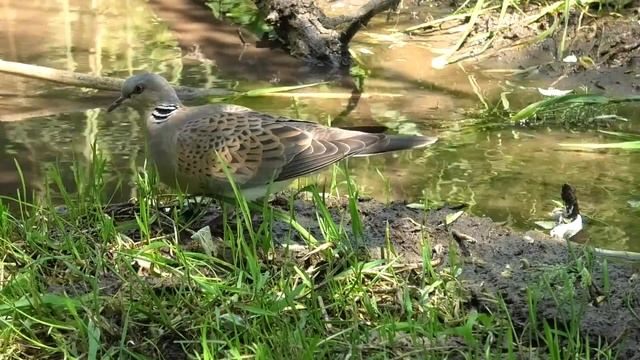 Птицы у ручья. Birds by the stream. смотреть онлайн