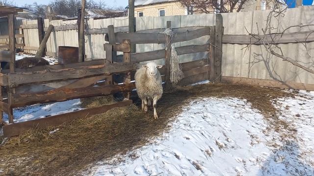 Дорпер F4 ПРОДАЖА БАРАНА НА ПЛЕМЯ WhatsApp +79205557591 смотреть онлайн