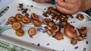 Подготовка луковиц гладиолусов к зимнему хранению . Когда выкапывать луковицы.