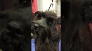 ГРУМИНГ ЦВЕРГА / ЦВЕРГШНАУЦЕР / GROOM SCHOOL