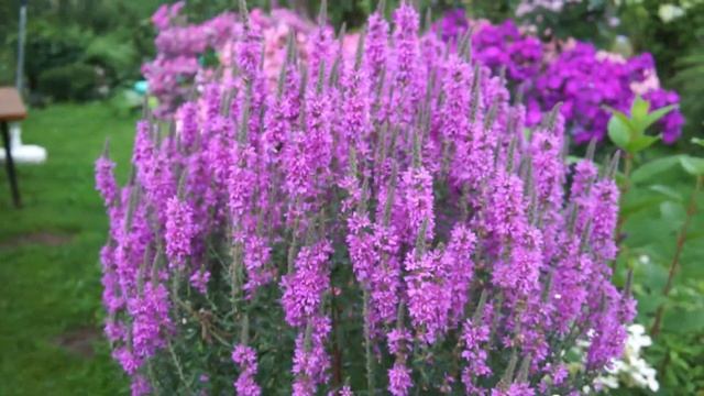 Дербенник иволистный- эффектное растенье, которое не потребует больших забот смотреть онлайн