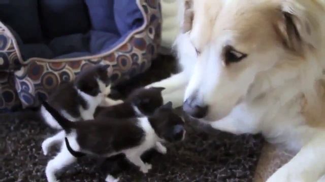 много котят и мама собака :) :) :) смотреть онлайн