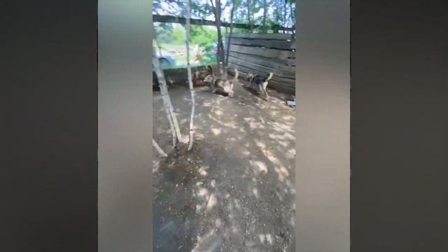 Сильвия и Бронза в поисках дома! смотреть онлайн