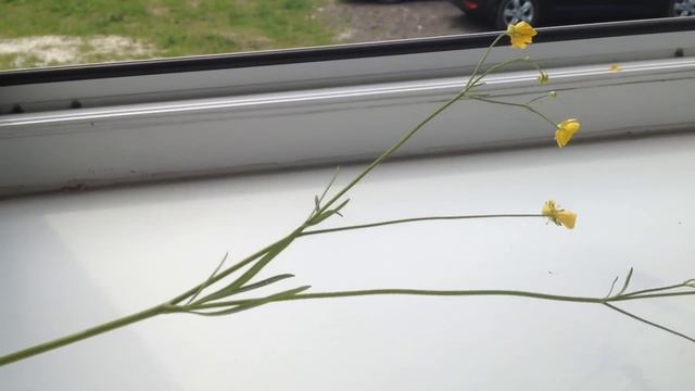 Пяточная шпора. Простой и эффективный способ лечения. смотреть онлайн