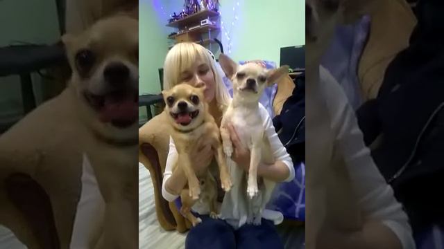 Филипп+ Мэри вязка чихуашки смотреть онлайн