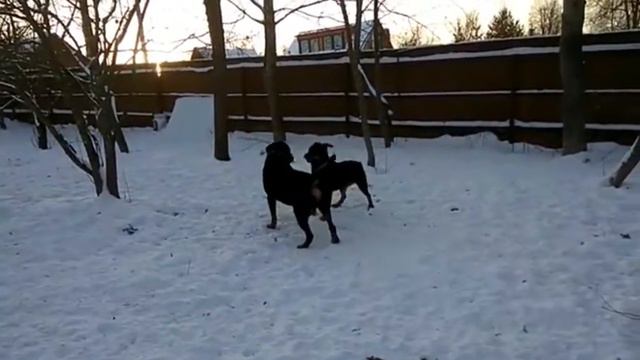 Ротвейлер Миша знакомится с девчонками смотреть онлайн