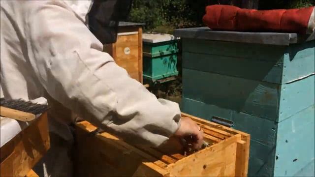 Первач качка меда в 2021г. Как достать мед из улья? Проще простого - мнение диванных экспертов смотреть онлайн