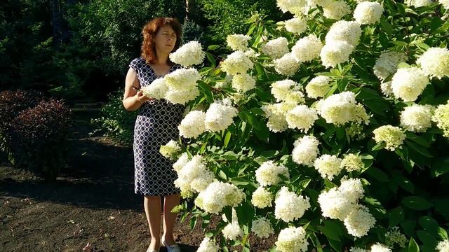 Гортензии в саду. Гортензия метельчатая "Grandiflora"(обрезка и уход). смотреть онлайн