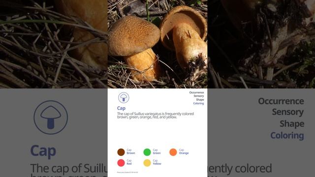 Velvet bolete (Suillus variegatus) | Coloring | Practical Short Profile | Shroomers смотреть онлайн
