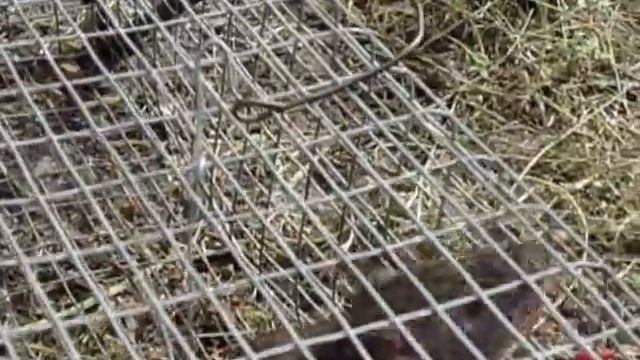 ratting смотреть онлайн