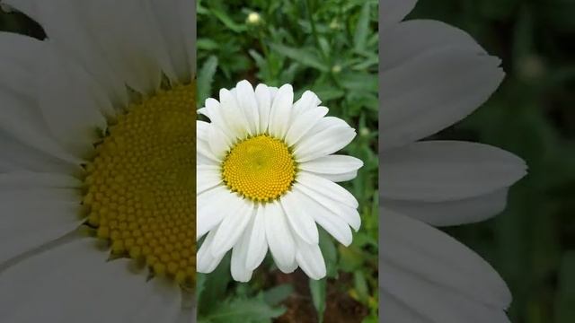 22 июня на даче ромашковый сценарий ...#лето #красота смотреть онлайн