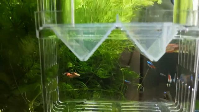 #Мальки #гуппи смотреть онлайн