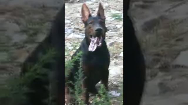 中国红犬 Laizhou Hong CHINESE RED DOGs смотреть онлайн