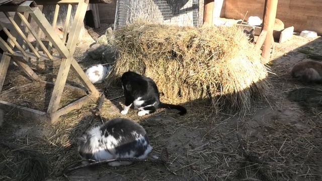 Талисман года у кроликов! Вот это дружба! The cat is the mascot of the year! What a friendship! смотреть онлайн