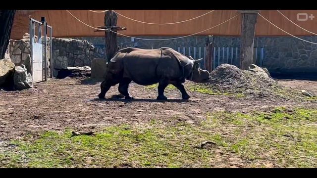 Вроцлавский зоопарк // ZOO Wrocław