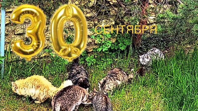 ✅30 сентября: День мурлыканья и потягивания; «Каждый мурлыкает по-своему»✅ смотреть онлайн