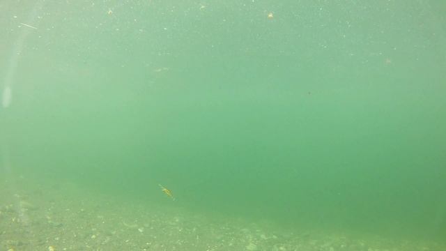 Игра приманки под водой. Smith D-Inсite 44 смотреть онлайн