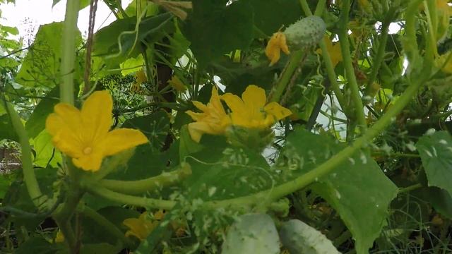 Дешевая большая теплица из бруса своими руками (More cheap greenhouse) смотреть онлайн