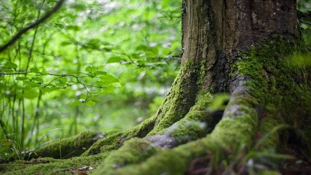 Relaxing Piano Music, Water Sounds, Meditation, Spa, Sleep