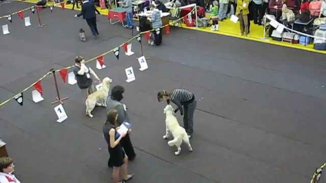 Циркон Камень Золотистый смотреть онлайн