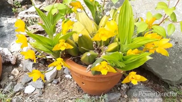 ЛИКАСТА  цветение и уход.
Lycaste Aromatuca X Cruenta.