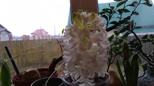 Гиацинты! Чудо! Радость! Восторг! смотреть онлайн