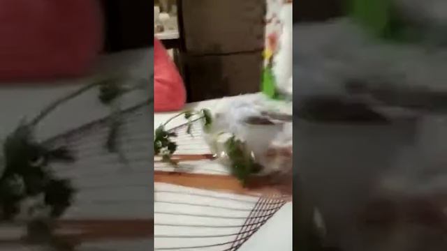 Мой попугайчик как и голуби любит купаться. смотреть онлайн